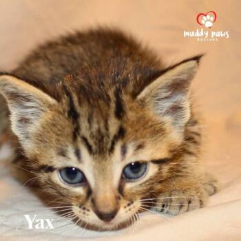 Domestic Short Hair Cats Available for Adoption in Council Bluffs, Iowa - Mayan Litter:  Yax | PetCurious