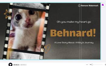 Bernhard -  Domestic Short Hair Cat for Adoption in Hammond, Louisiana - Bernhard | PetCurious