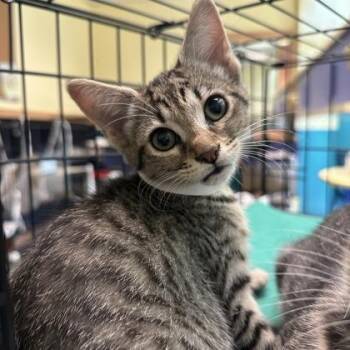 Marinara -  Domestic Short Hair Cat for Adoption in Richmond, Virginia - Marinara | PetCurious
