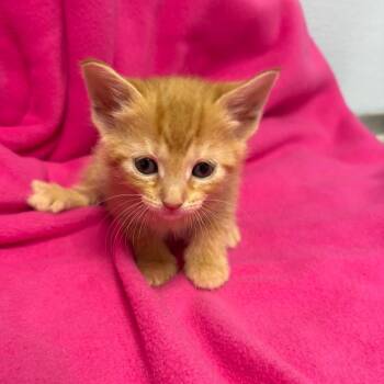 McGonagall -  Domestic Medium Hair Cat for Adoption in Crookston, Minnesota - McGonagall | PetCurious