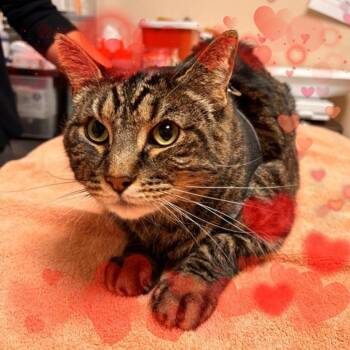 Domestic Short Hair Cats Available for Adoption - Denali | PetCurious