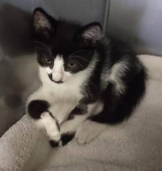 CASHEW* -  Domestic Short Hair Cat for Adoption in Santa Cruz, California - CASHEW* | PetCurious