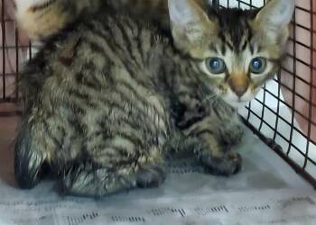 ISABELLA -  Domestic Short Hair Cat Available for Adoption in Fort Lauderdale, Florida - ISABELLA | PetCurious