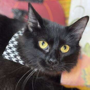 Rescue Norwegian Forest Cat and Maine Coon Cats for Adoption in Mount Vernon, Illinois - Dumpling | PetCurious