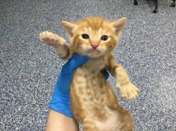 Domestic Short Hair Cats Available for Adoption in Thousand Palms, California - JOEY | PetCurious
