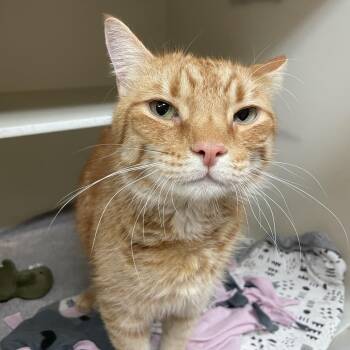 Freddie -  Domestic Short Hair Cat for Adoption in Madison, Wisconsin - Freddie | PetCurious