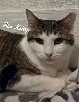 Domestic Short Hair Cats Available for Adoption - Sir Kitty | PetCurious