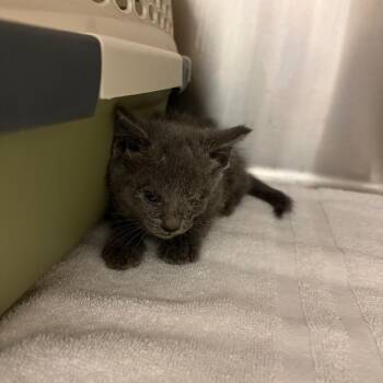 Private -  Domestic Short Hair Cat for Adoption in Chattanooga, Tennessee - Private | PetCurious