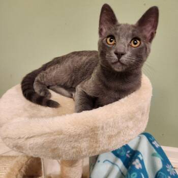 Cookie -  Domestic Short Hair Cat for Adoption in Pleasanton, California - Cookie | PetCurious