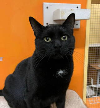 Rescue Domestic Short Hair Cats for Adoption in Blasdell, New York - Astrid | PetCurious