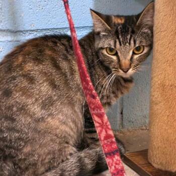 Honey -  Domestic Short Hair Cat Available for Adoption in Laredo, Texas - Honey | PetCurious