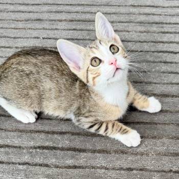 Button -  Domestic Short Hair Cat for Adoption in Jupiter, Florida - Button | PetCurious