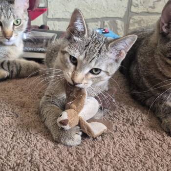 Sunny -  American Shorthair Cat for Adoption in Rochester, Minnesota - Sunny | PetCurious