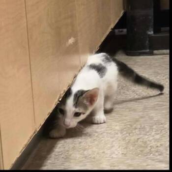 Fearless White -  Domestic Short Hair and Tabby Cat for Adoption in Chandler, Arizona - Fearless White | PetCurious