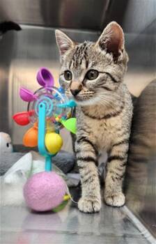 Domestic Short Hair Cats Available for Adoption - SWEET TART | PetCurious