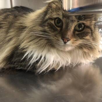 Domestic Long Hair Cats Available for Adoption - Patsy | PetCurious