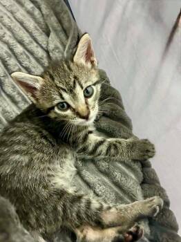 Little Tabby McTab -  Domestic Medium Hair Cat for Adoption in New Braunfels, Texas - Little Tabby McTab | PetCurious