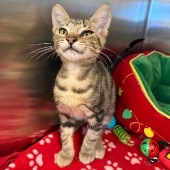Cliff -  Domestic Short Hair Cat for Adoption in West Palm Beach, Florida - Cliff | PetCurious