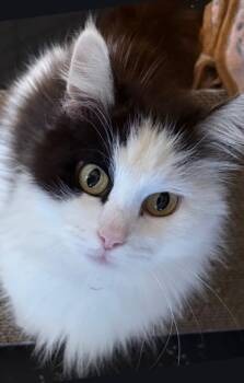 Domestic Long Hair and Calico Cats Available for Adoption in San Antonio, Texas - Princess | PetCurious