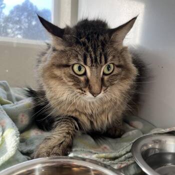 Domestic Medium Hair Cats Available for Adoption - Mimi | PetCurious