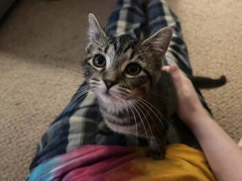 Ina -  Domestic Short Hair Cat for Adoption in Warrington, Pennsylvania - Ina | PetCurious