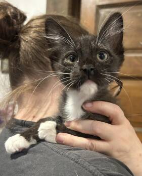 Scooter Napa -  Tuxedo and Havana Cat for Adoption in Napa, California - Scooter Napa | PetCurious