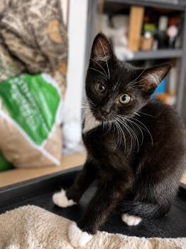 Puck -  Domestic Short Hair Cat for Adoption in Rio Linda, California - Puck | PetCurious