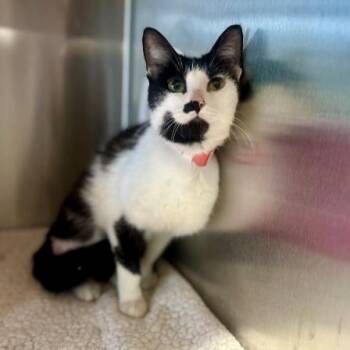 Snicklefritz -  Domestic Short Hair Cat for Adoption in South Elgin, Illinois - Snicklefritz | PetCurious