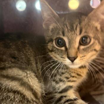 Corkscrew -  Domestic Short Hair Cat for Adoption in Charlottesville, Virginia - Corkscrew | PetCurious