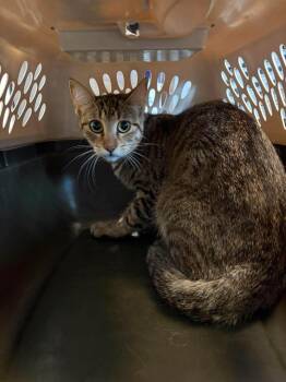 Hatari -  Domestic Short Hair Cat for Adoption in Republic, Missouri - Hatari | PetCurious