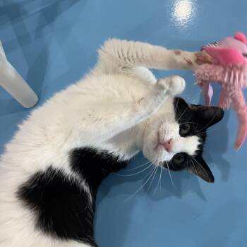 Rescue Tuxedo and Domestic Short Hair Cats for Adoption in Liverpool, Texas - Tali | PetCurious