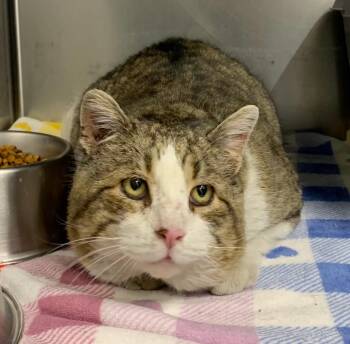 Domestic Short Hair Cats Available for Adoption - Vince | PetCurious