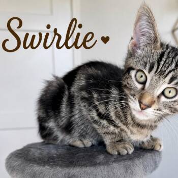 Swirley -  Domestic Short Hair Cat for Adoption in Los Angeles, California - Swirley | PetCurious
