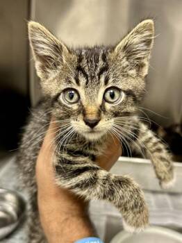 Tiny Tim -  Domestic Short Hair Cat for Adoption in Wichita, Kansas - Tiny Tim | PetCurious