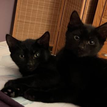 Nuka -  Domestic Short Hair Cat for Adoption in Hopkinton, Massachusetts - Nuka | PetCurious