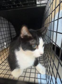 Rescue Domestic Short Hair Cats for Adoption in Largo, Florida - Jolene | PetCurious