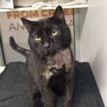 Stanley Yelnats -  Domestic Short Hair Cat for Adoption in Hilliard, Ohio - Stanley Yelnats | PetCurious