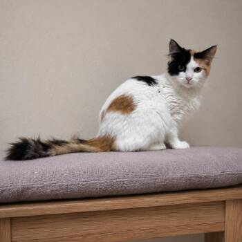 Harmony -  Domestic Short Hair Cat for Adoption in Hopewell, Virginia - Harmony | PetCurious