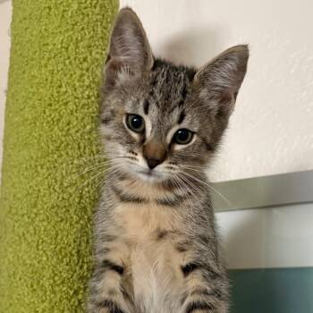 Twix -  Domestic Short Hair Cat for Adoption in Fort Lauderdale, Florida - Twix | PetCurious