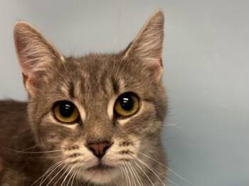 Stassi -  Domestic Short Hair Cat for Adoption in Woodbury, Minnesota - Stassi | PetCurious