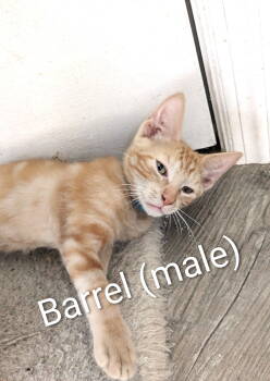 Rescue Domestic Short Hair Cats for Adoption in St. Cloud, Florida - Barrel | PetCurious