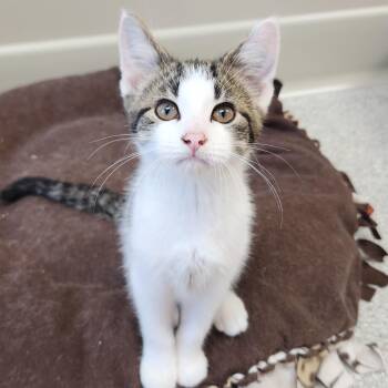 Megaphone -  Domestic Short Hair Cat for Adoption in Marshfield, Wisconsin - Megaphone | PetCurious