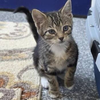 Cinderella -  Domestic Short Hair Cat for Adoption in Voorhees Township, New Jersey - Cinderella | PetCurious