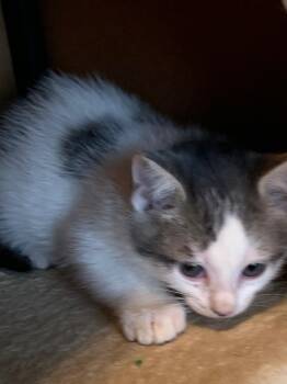 Domestic Short Hair Cats Available for Adoption in San Antonio, Texas - Bunny | PetCurious