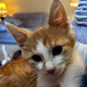 Rescue Domestic Short Hair Cats for Adoption in Fishers, Indiana - Dreamsicle | PetCurious