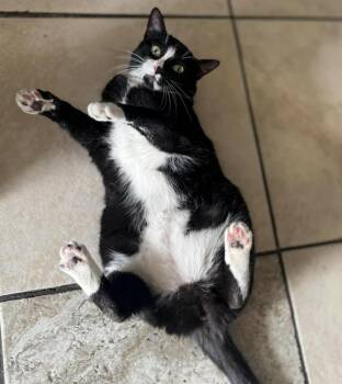 Domestic Short Hair and Tuxedo Cats Available for Adoption - Patches Chatterpaw | PetCurious