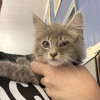 Moses -  Domestic Long Hair Cat for Adoption in Summerlee, West Virginia - Moses | PetCurious