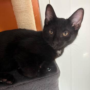 Jameson -  Domestic Short Hair Cat for Adoption in Springfield, Oregon - Jameson | PetCurious