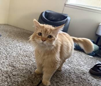 Maine Coon and Domestic Medium Hair Cats Available for Adoption in Fresno, California - Sugar | PetCurious