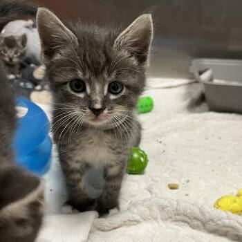 Brazil Nut -  Domestic Short Hair Cat for Adoption in Hawthorne, California - Brazil Nut | PetCurious